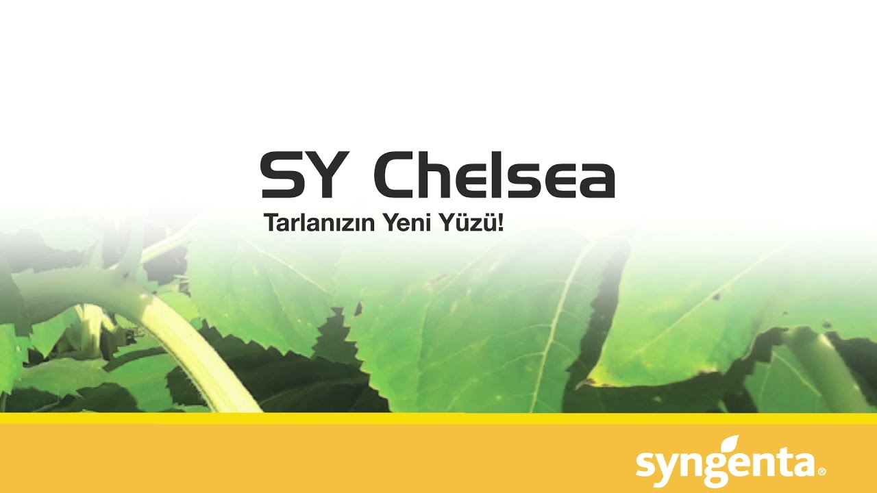 SY CHELSEA